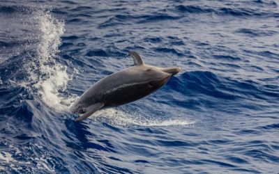 When Is the Best Time to Take a Dolphin Cruise