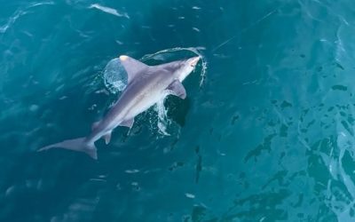 Tiger Shark Fishing in Myrtle Beach: The Ultimate Guide