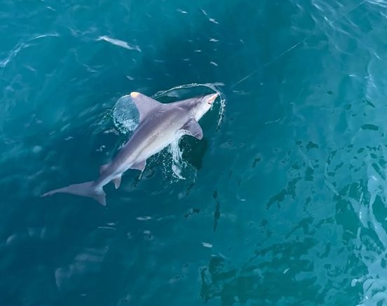 a fish swimming under water