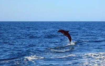 Dolphin Tour Secrets That Make Your Trip Unforgettable