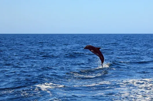 Dolphin Tour Secrets That Make Your Trip Unforgettable