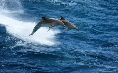 Dolphin Watching Guide: Smart Facts, Etiquette, And Trip Tips