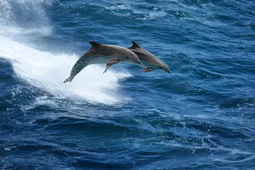 Dolphin Watching Guide: Smart Facts, Etiquette, And Trip Tips