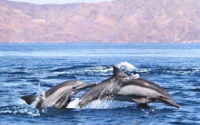 Dolphin Cruises: A Perfect Way To Enjoy Fall On The Water