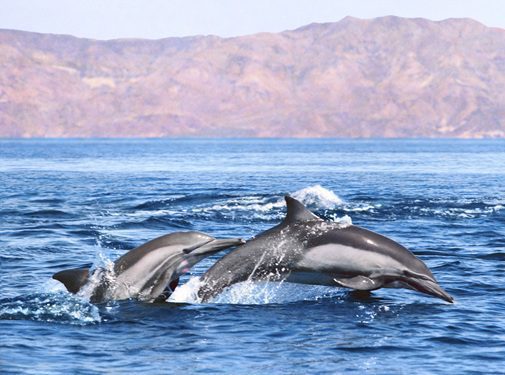 Dolphin Cruises: A Perfect Way To Enjoy Fall On The Water
