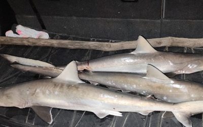 Shark Fishing Adventures