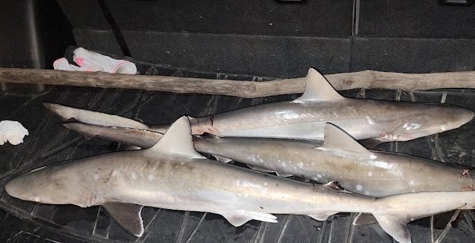 Shark Fishing Adventures