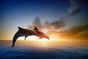 sunset dolphin tour in Myrtle Beach SC