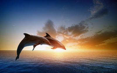 Why You Should Go on a Fall Dolphin Cruise in Myrtle Beach