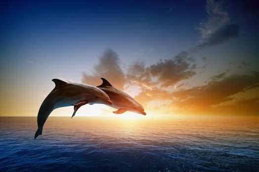 Fall dolphin cruise in Myrtle Beach SC