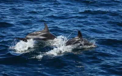 Facts You Learn On A Dolphin Cruise In Myrtle Beach SC