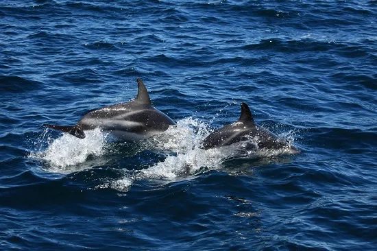 dolphin cruise in Myrtle Beach SC