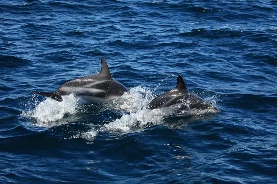 Facts You Learn On A Dolphin Cruise In Myrtle Beach SC