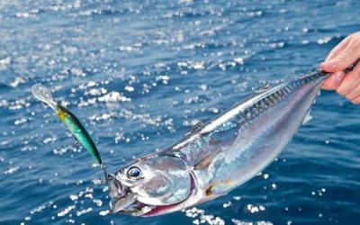 Tips on How to Have the Best Fishing Charter Experience