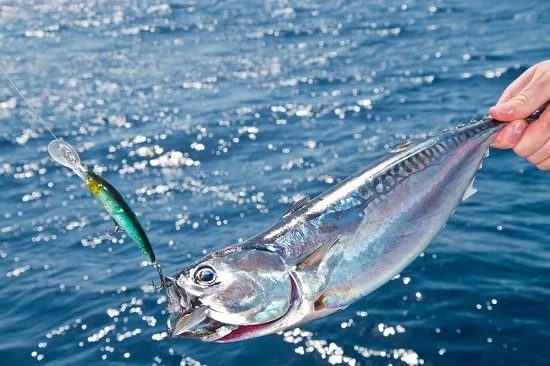 Tips on How to Have the Best Fishing Charter Experience