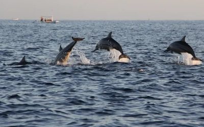 12 Must-Have Items for Your Next Dolphin Tour