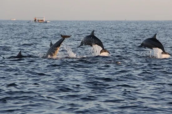 12 Must-Have Items for Your Next Dolphin Tour