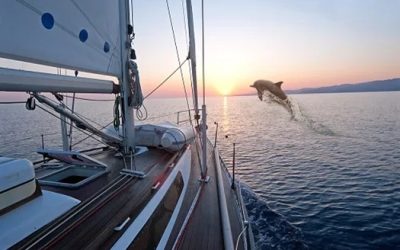 How to Prepare for a Dolphin Watch Cruise for the Best Experience