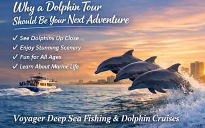 Why a Dolphin Tour Should Be Your Next Adventure