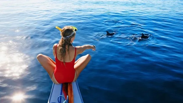Tips When Going on a Dolphin Tour