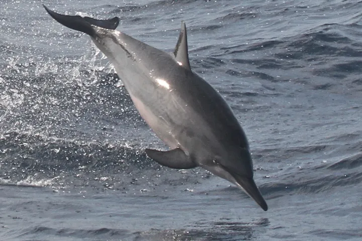 Dolphin Adventure Cruise