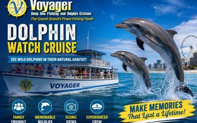 Get the Most from a Dolphin Watch Cruise: Tips for an Unforgettable Coastal Adventure