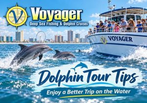 Dolphin tour in Myrtle Beach SC