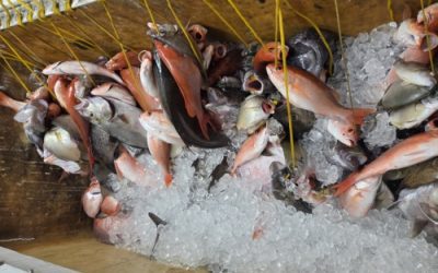What Makes Fall Deep Sea Fishing Different in Myrtle Beach?