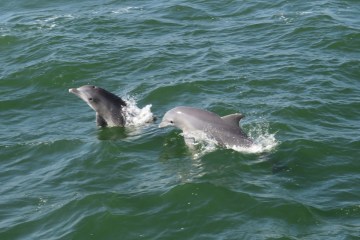 Dolphin Adventure Cruise | Voyager Fishing Charters