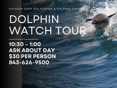 Dolphin Tours