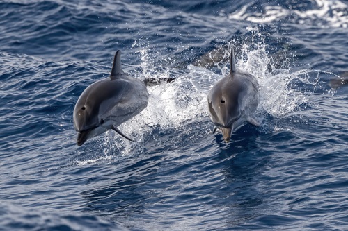 a dolphin swimming in a body of water