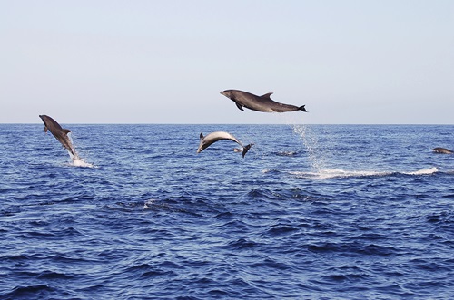 a bird flying over a body of water