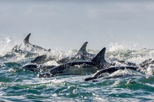 dolphin watching in Myrtle Beach SC