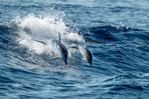 a person riding a wave on top of a dolphin in the water