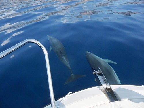 dolphin cruise in Myrtle Beach SC