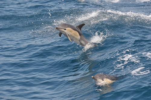 a dolphin swimming in a body of water